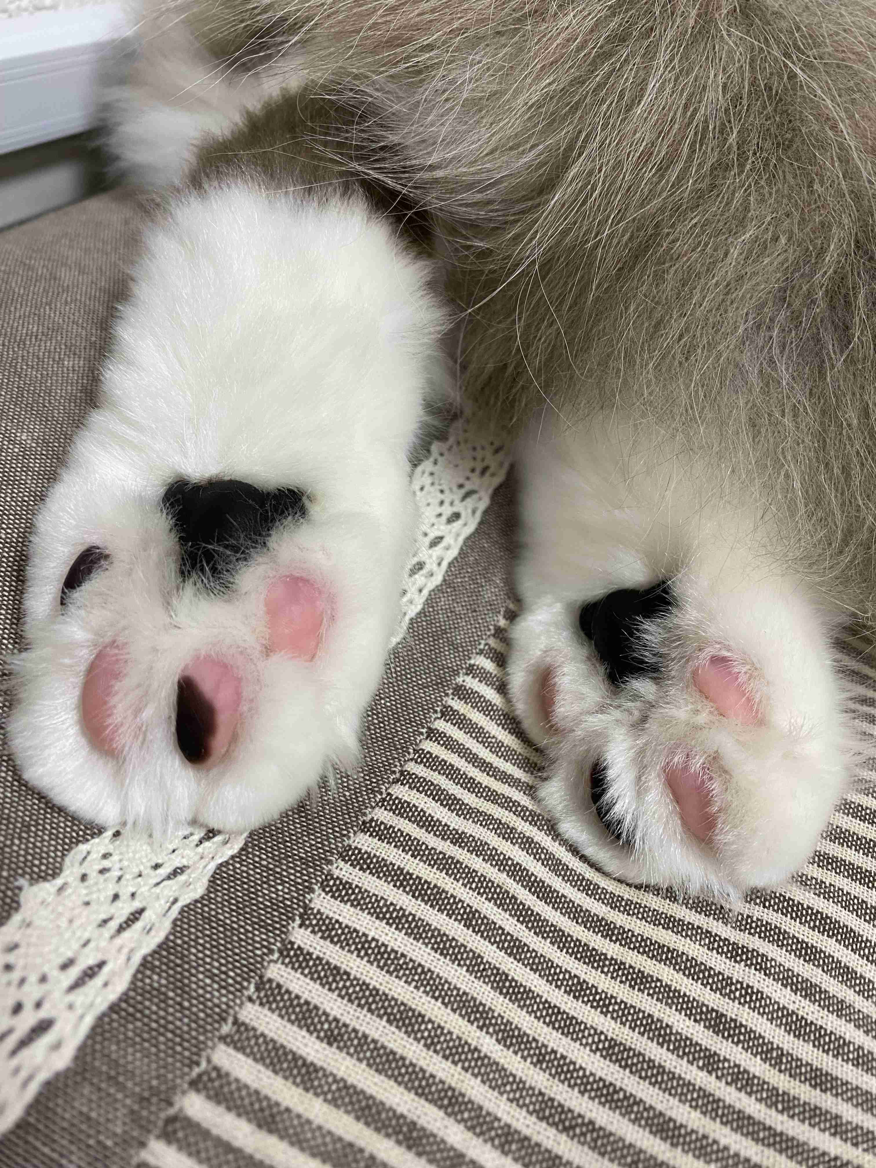がるちゃん猫カフェ99号店開店しました♪(初めての方も大歓迎♪）