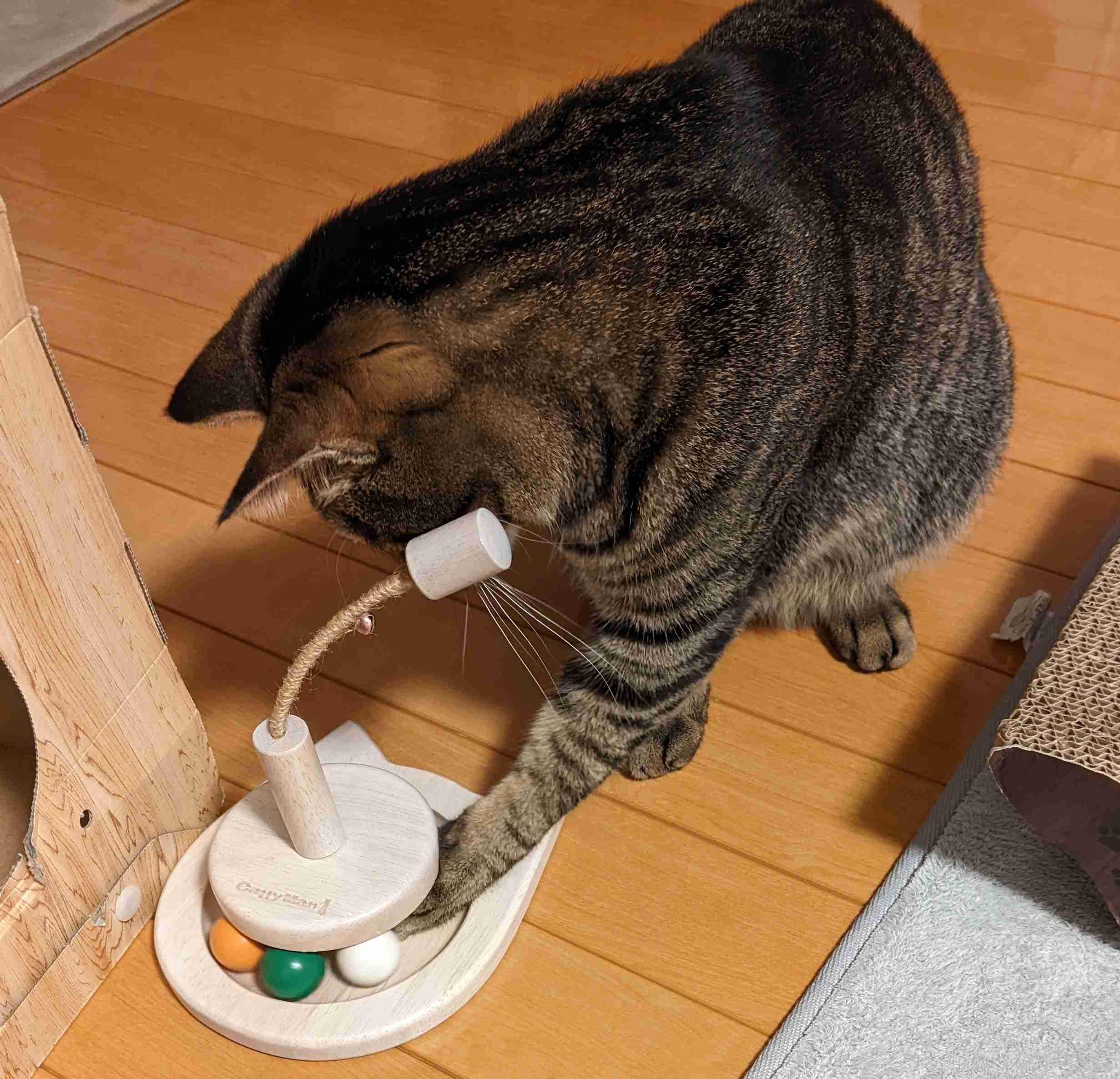 がるちゃん猫カフェ99号店開店しました♪(初めての方も大歓迎♪）