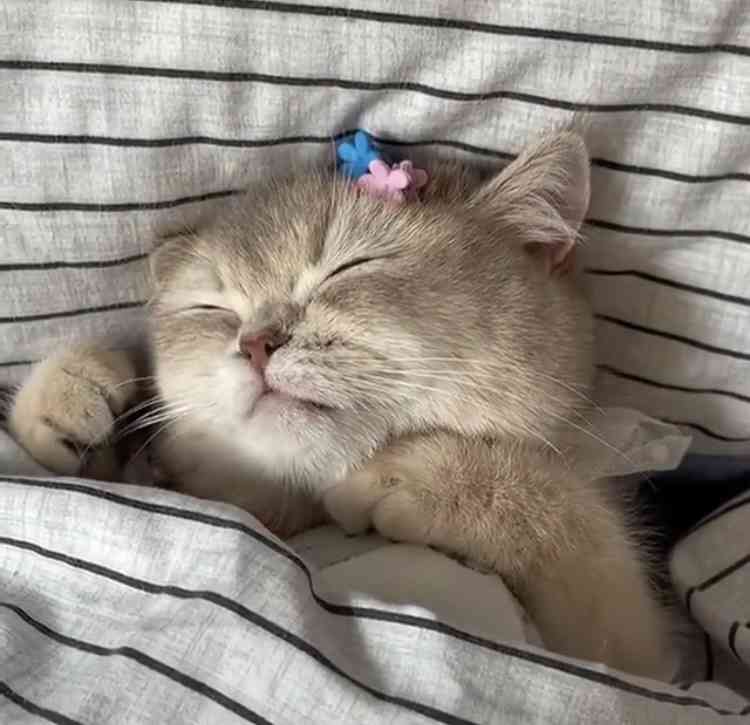 がるちゃん猫カフェ99号店開店しました♪(初めての方も大歓迎♪）