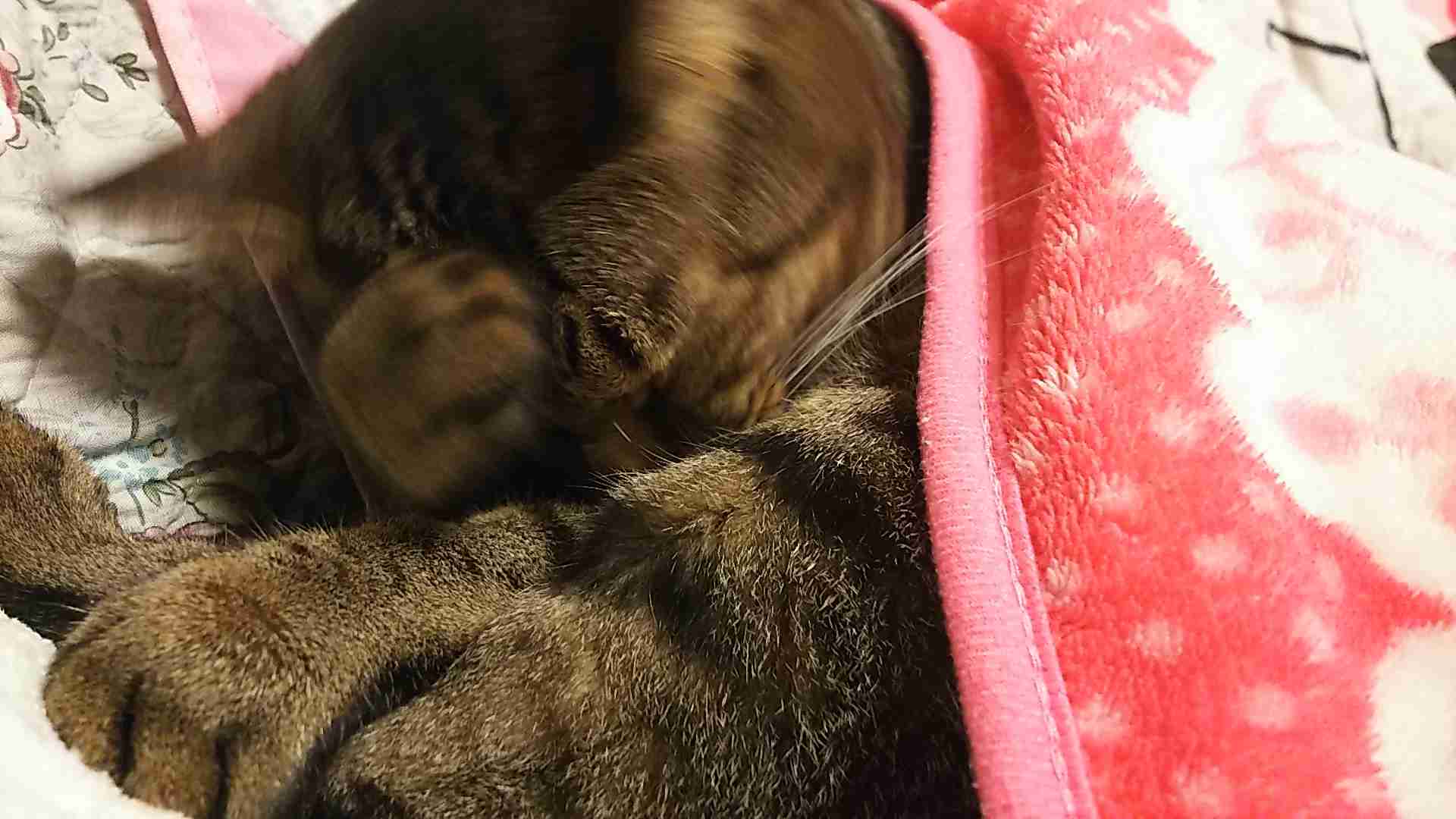 がるちゃん猫カフェ99号店開店しました♪(初めての方も大歓迎♪）