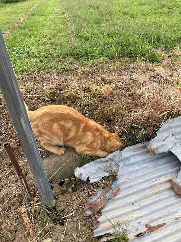 がるちゃん猫カフェ99号店開店しました♪(初めての方も大歓迎♪）