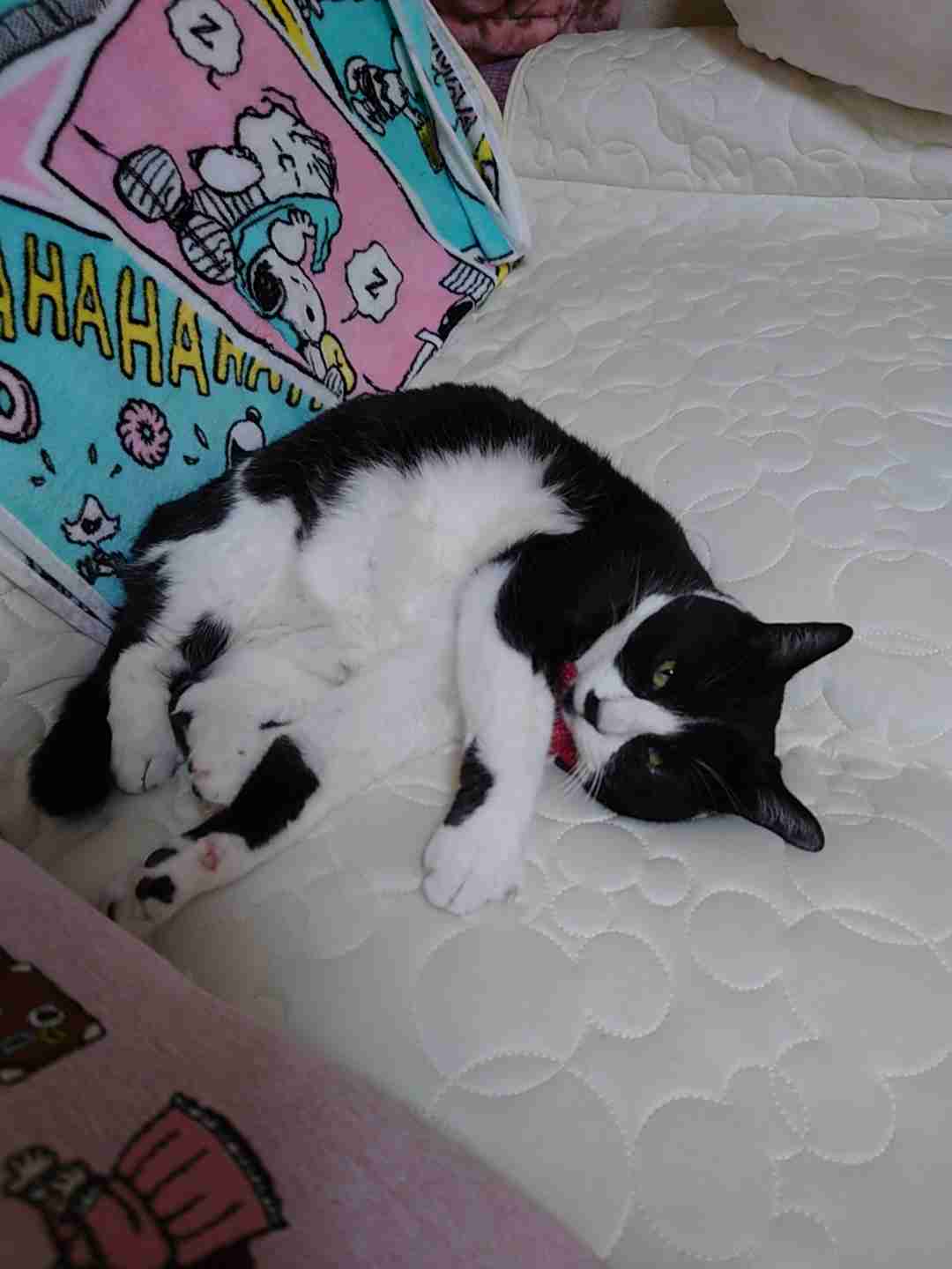 がるちゃん猫カフェ99号店開店しました♪(初めての方も大歓迎♪）