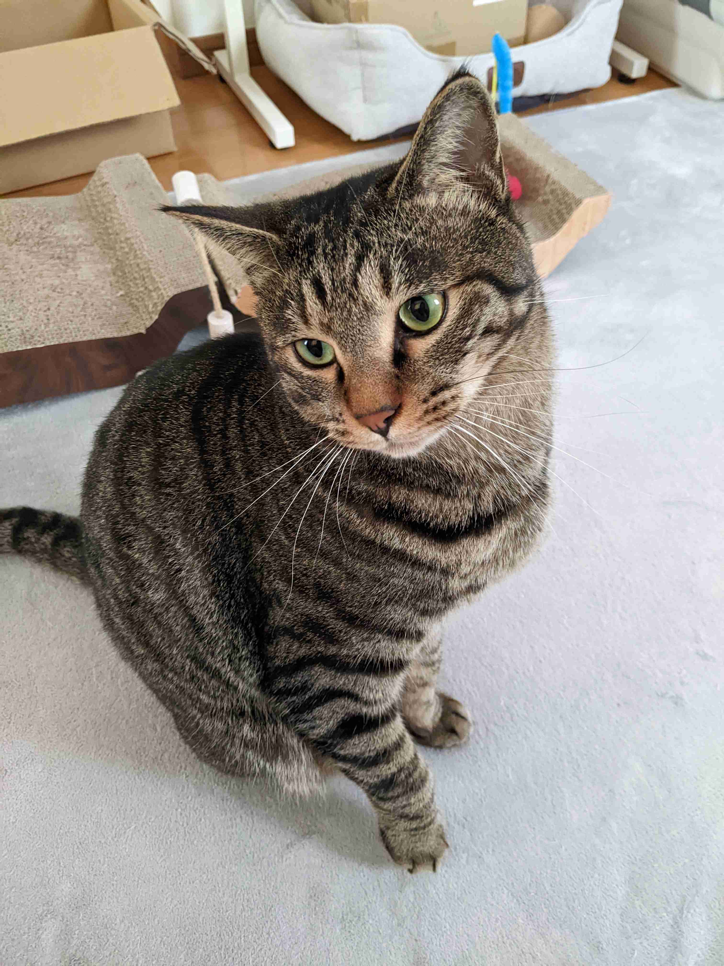 がるちゃん猫カフェ99号店開店しました♪(初めての方も大歓迎♪）