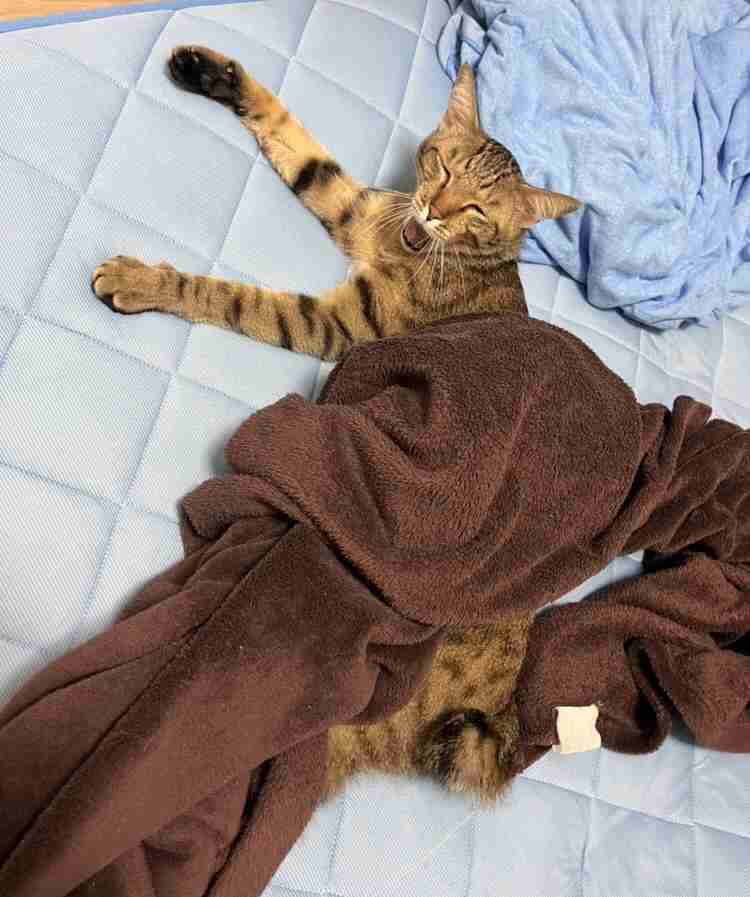 がるちゃん猫カフェ99号店開店しました♪(初めての方も大歓迎♪）