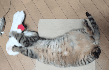 がるちゃん猫カフェ99号店開店しました♪(初めての方も大歓迎♪）