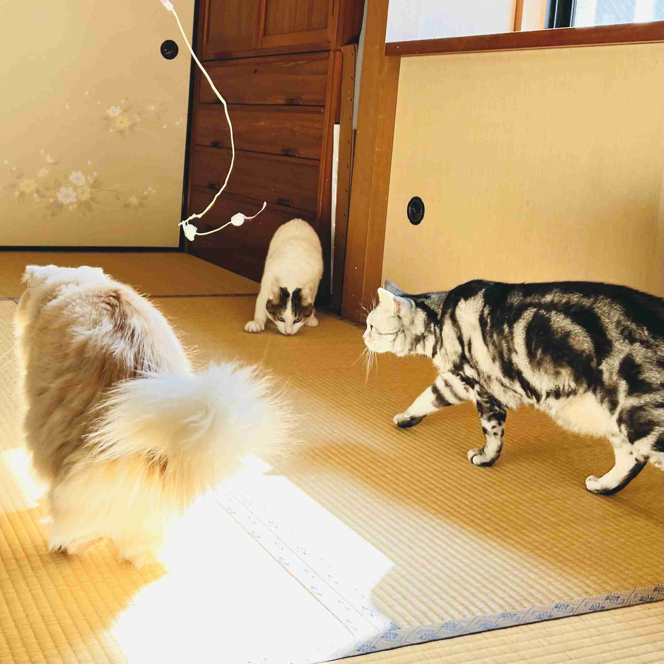 がるちゃん猫カフェ99号店開店しました♪(初めての方も大歓迎♪）