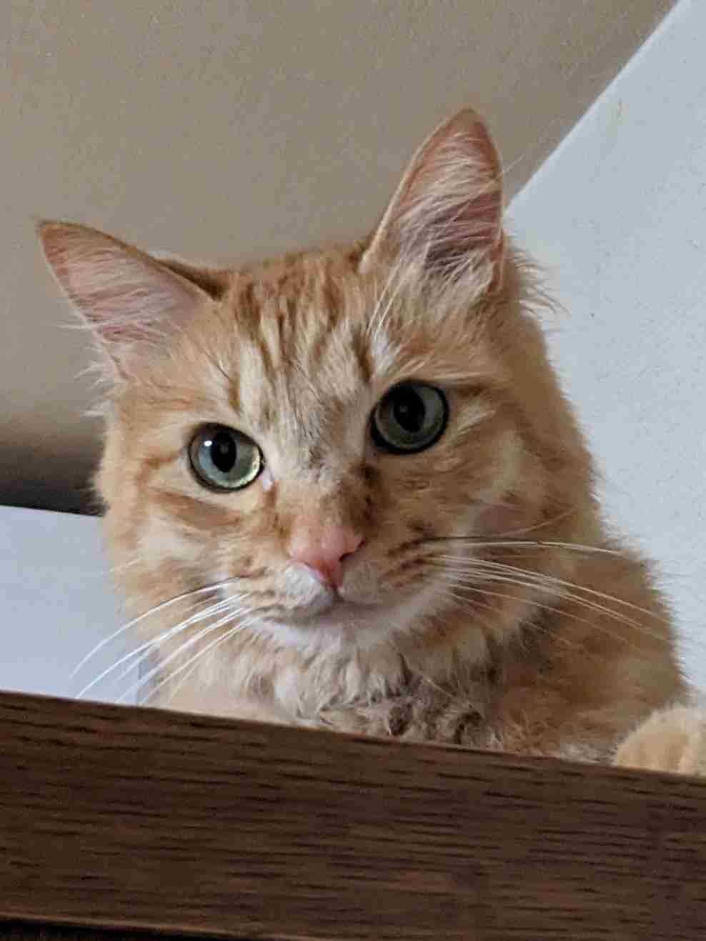 がるちゃん猫カフェ99号店開店しました♪(初めての方も大歓迎♪）