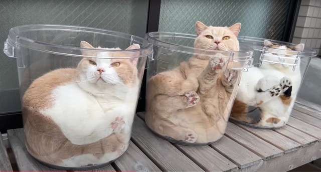 がるちゃん猫カフェ99号店開店しました♪(初めての方も大歓迎♪）