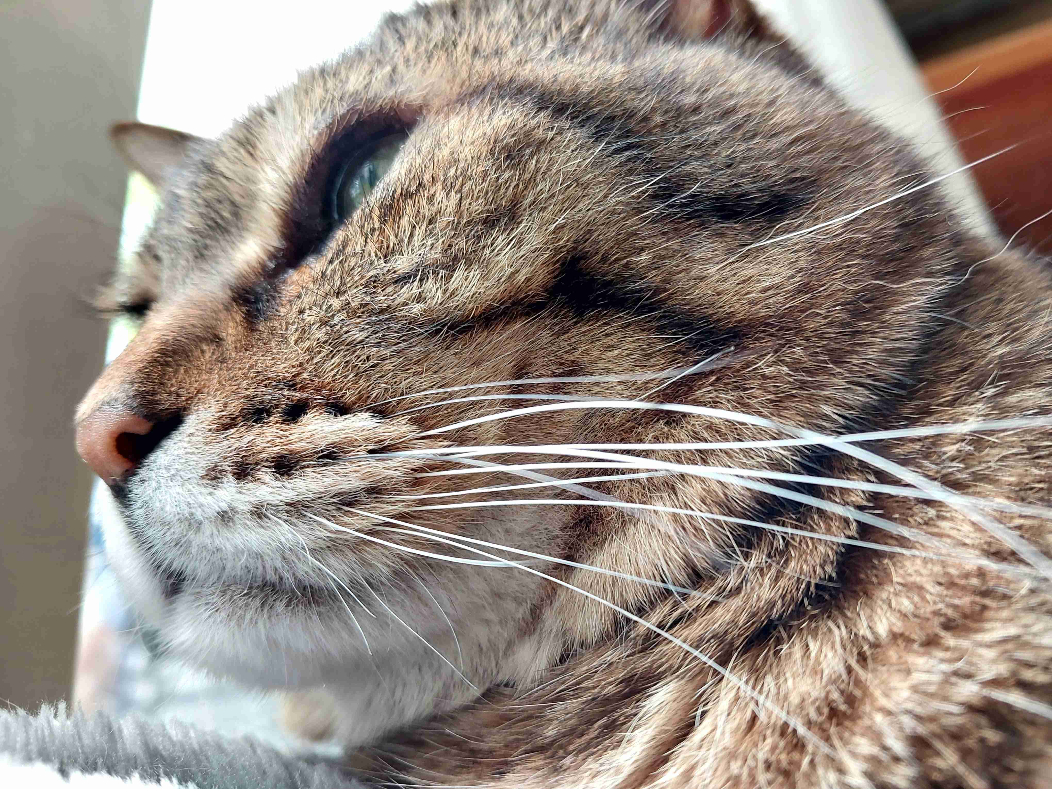 がるちゃん猫カフェ99号店開店しました♪(初めての方も大歓迎♪）