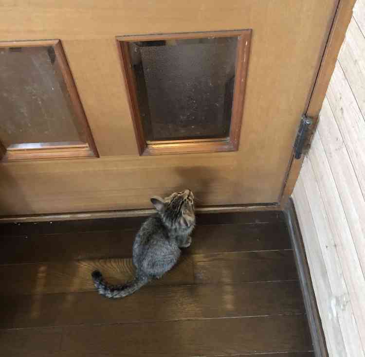 がるちゃん猫カフェ99号店開店しました♪(初めての方も大歓迎♪）