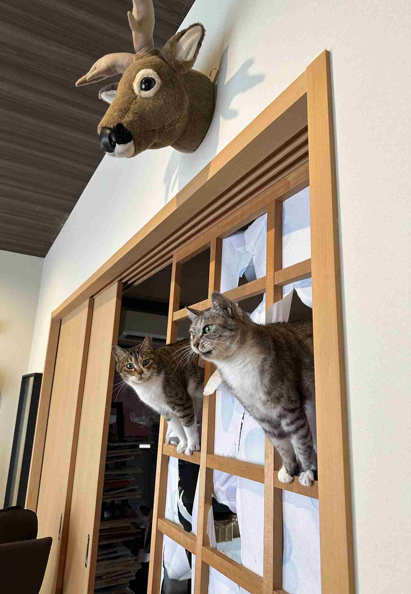 がるちゃん猫カフェ99号店開店しました♪(初めての方も大歓迎♪）