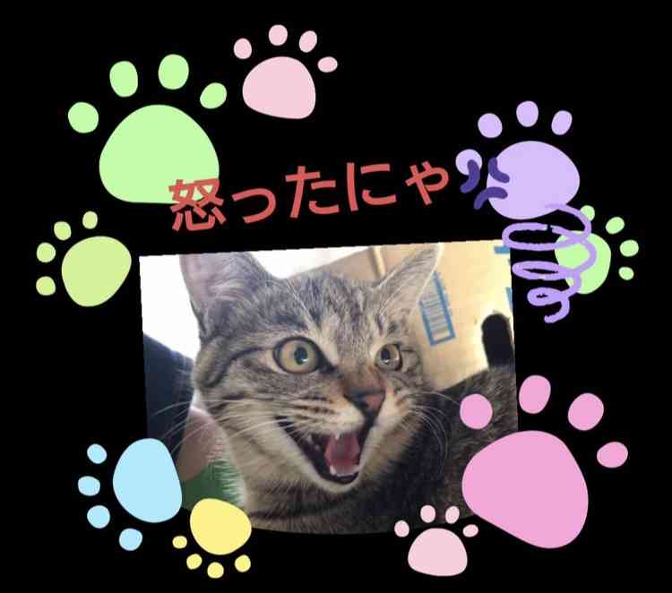 がるちゃん猫カフェ99号店開店しました♪(初めての方も大歓迎♪）