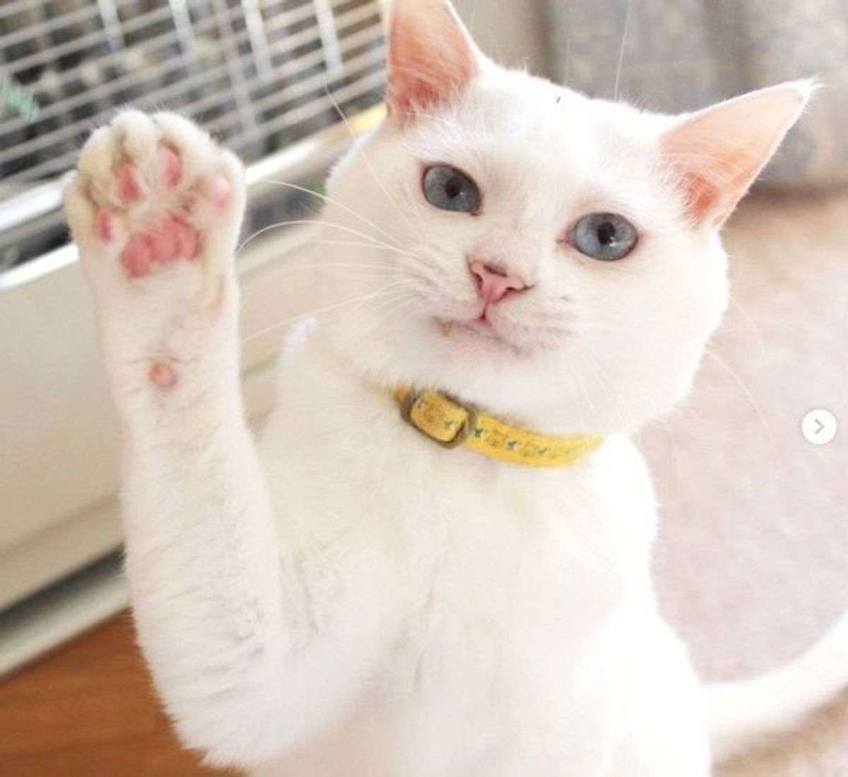 がるちゃん猫カフェ99号店開店しました♪(初めての方も大歓迎♪）