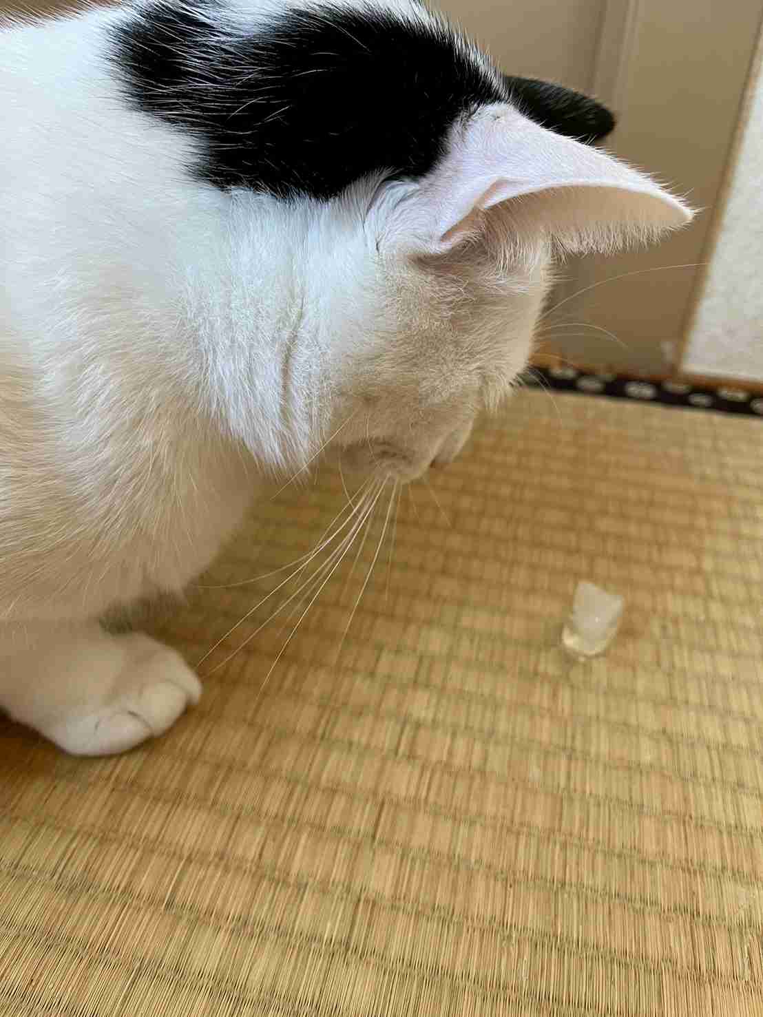 がるちゃん猫カフェ99号店開店しました♪(初めての方も大歓迎♪）