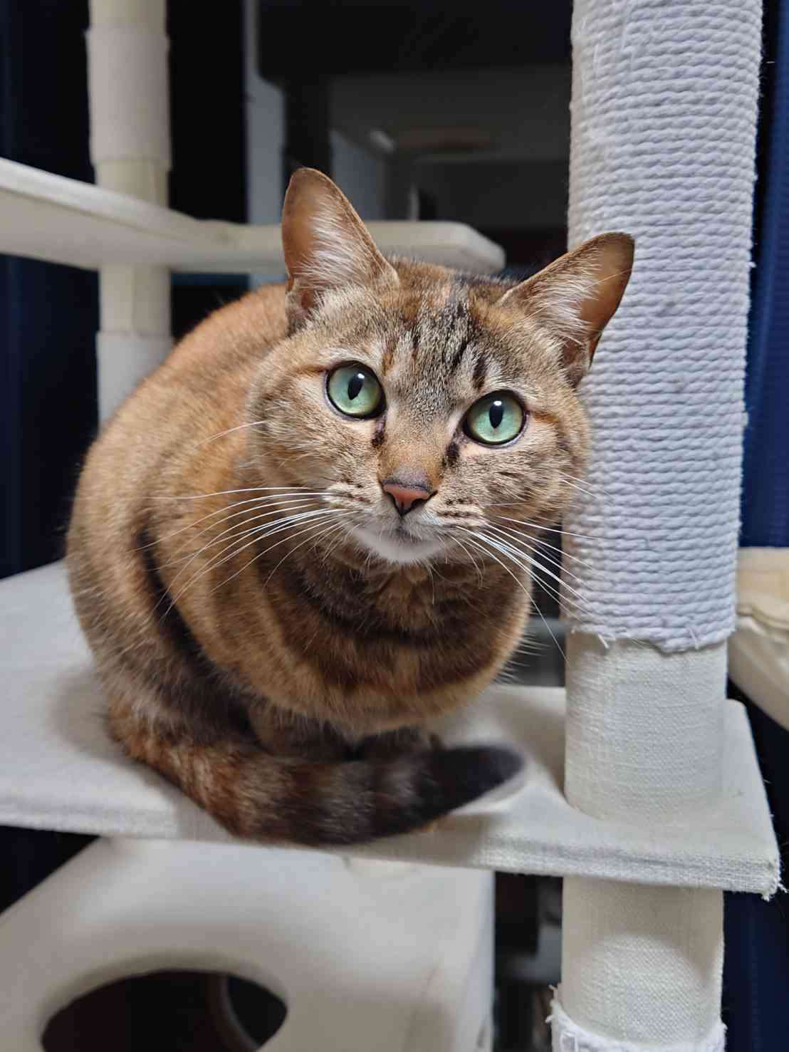 がるちゃん猫カフェ99号店開店しました♪(初めての方も大歓迎♪）