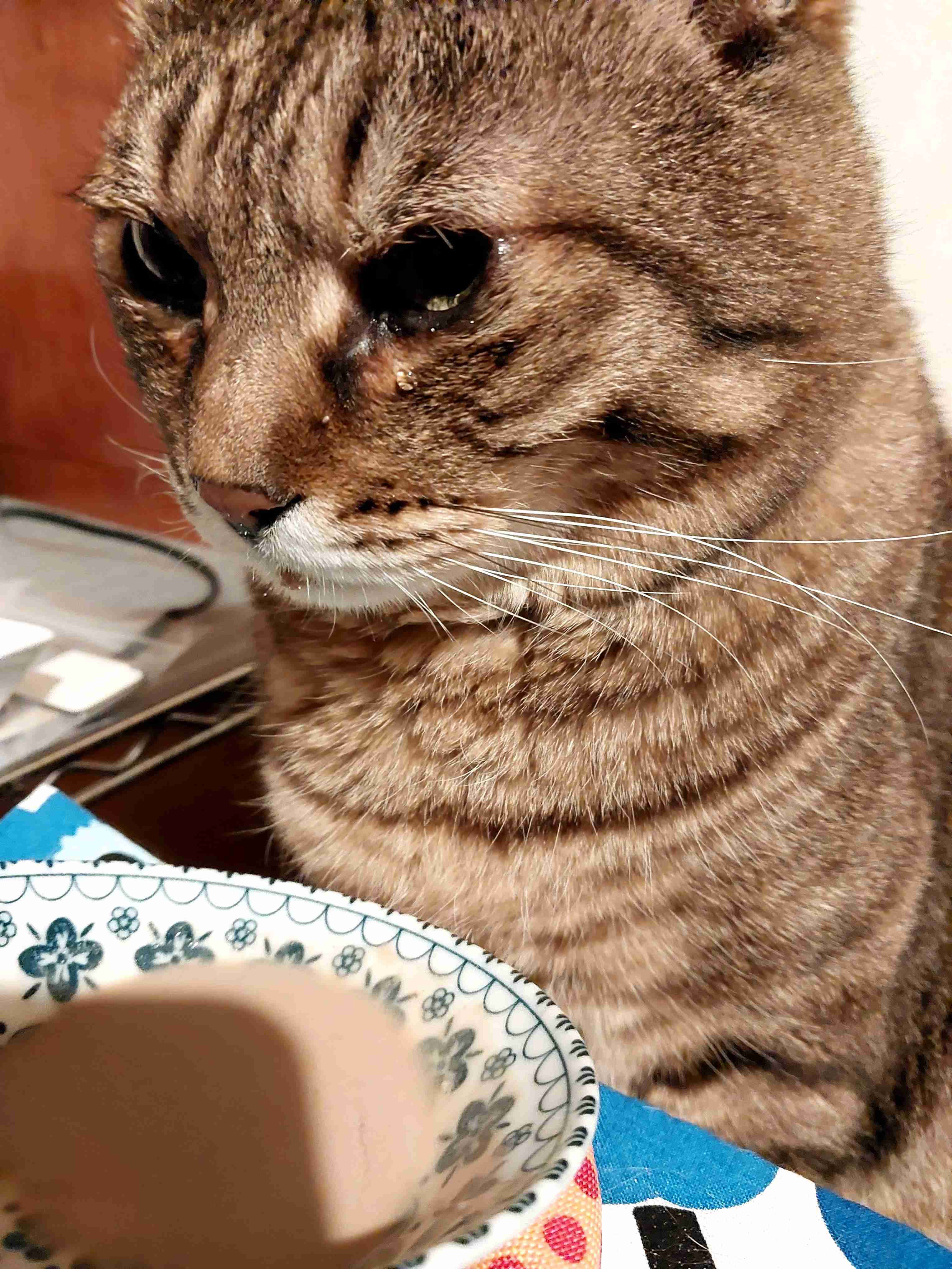 がるちゃん猫カフェ99号店開店しました♪(初めての方も大歓迎♪）