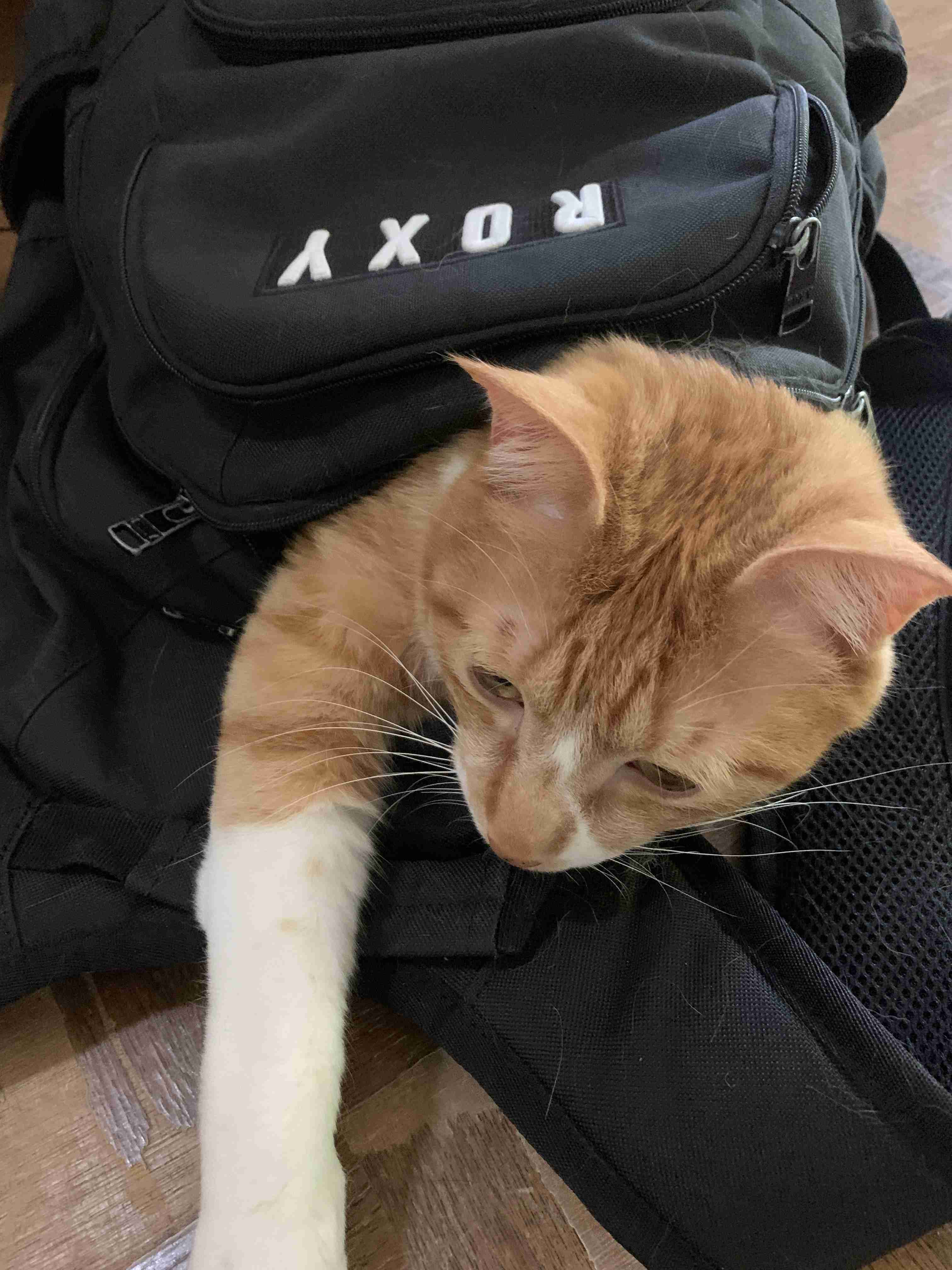 がるちゃん猫カフェ99号店開店しました♪(初めての方も大歓迎♪）