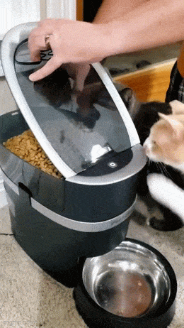がるちゃん猫カフェ99号店開店しました♪(初めての方も大歓迎♪）