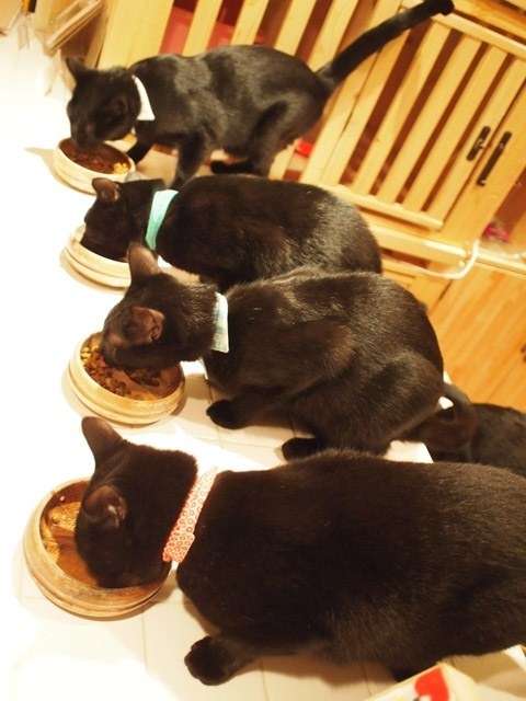 がるちゃん猫カフェ99号店開店しました♪(初めての方も大歓迎♪）