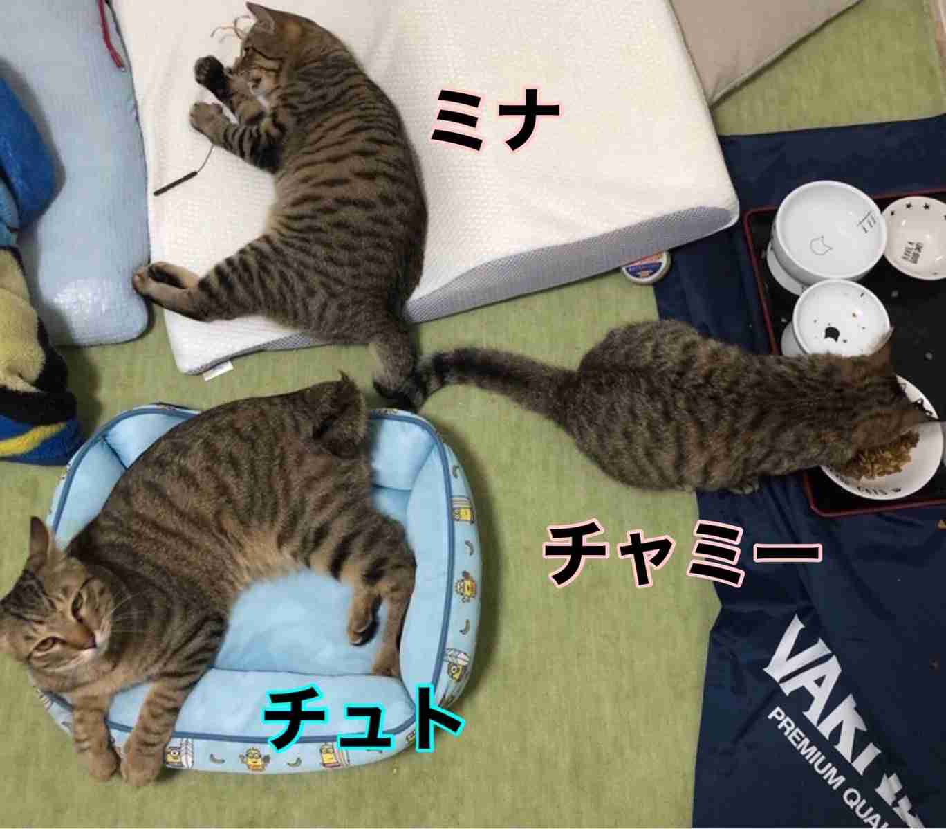 がるちゃん猫カフェ99号店開店しました♪(初めての方も大歓迎♪）