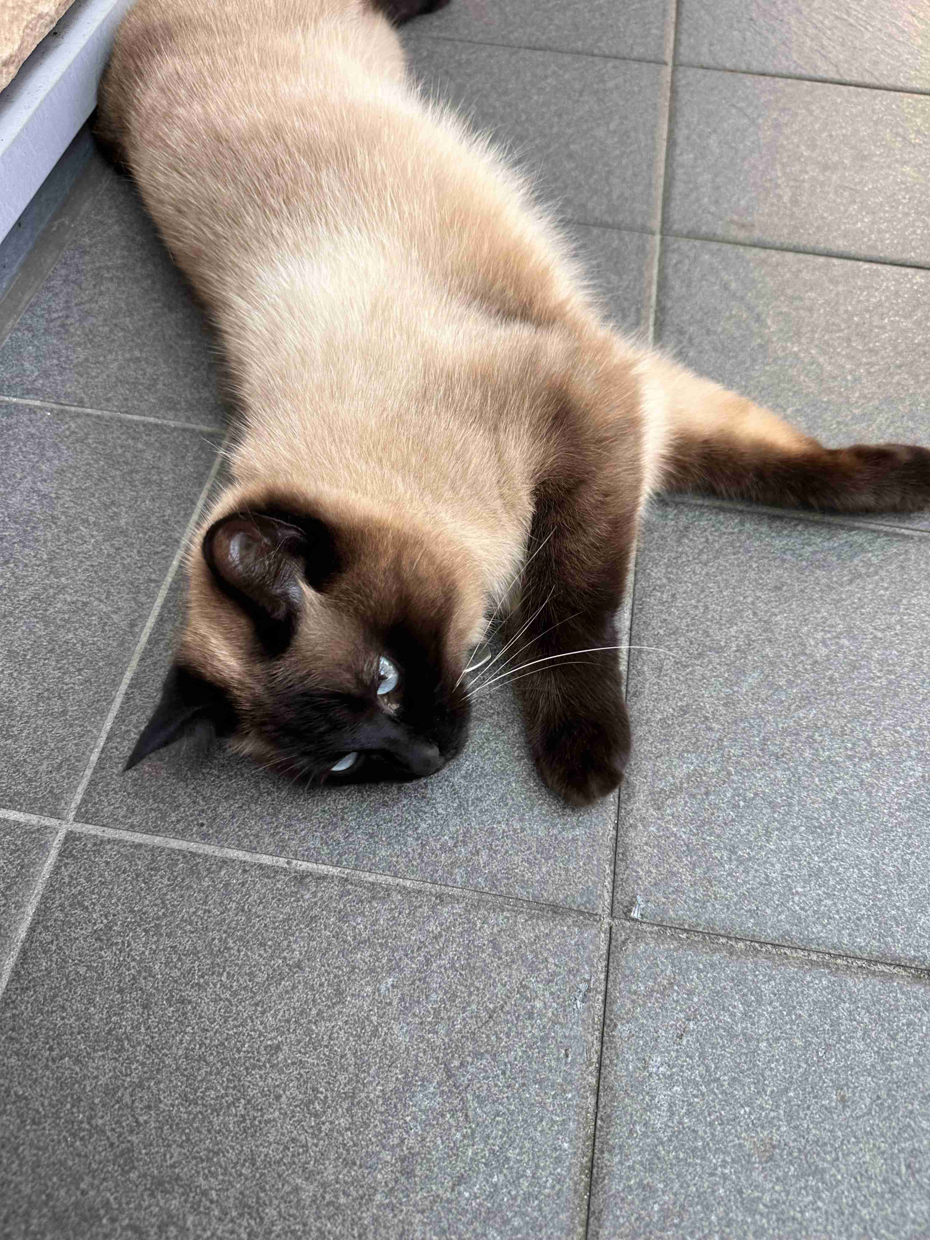 がるちゃん猫カフェ99号店開店しました♪(初めての方も大歓迎♪）