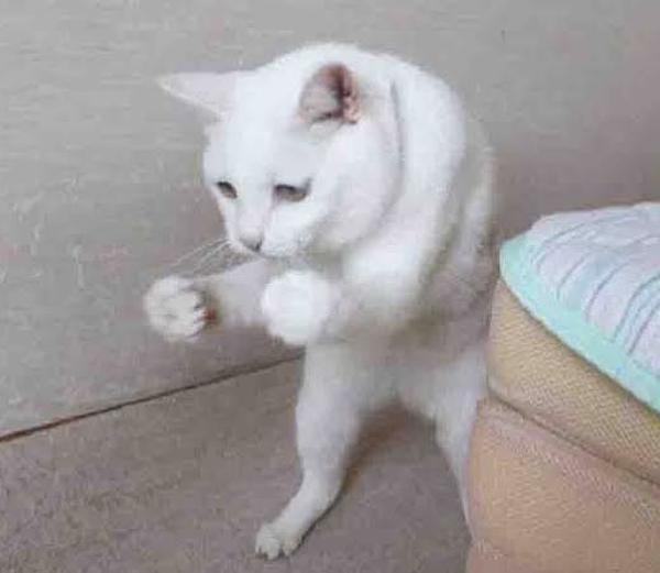 がるちゃん猫カフェ99号店開店しました♪(初めての方も大歓迎♪）