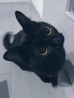 がるちゃん猫カフェ99号店開店しました♪(初めての方も大歓迎♪）