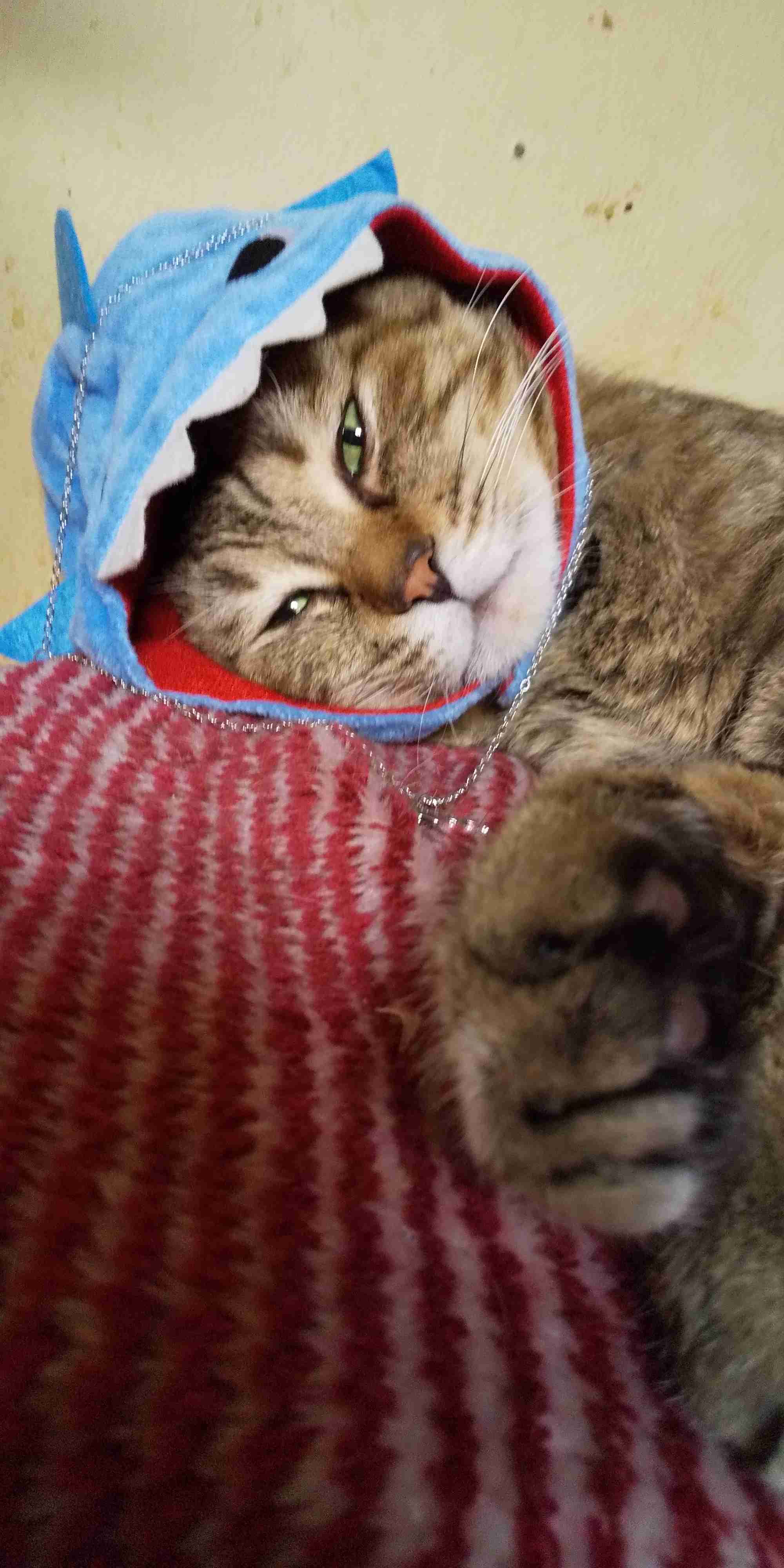 がるちゃん猫カフェ99号店開店しました♪(初めての方も大歓迎♪）
