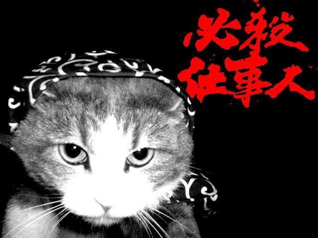 がるちゃん猫カフェ99号店開店しました♪(初めての方も大歓迎♪）