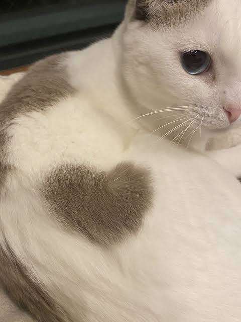 がるちゃん猫カフェ99号店開店しました♪(初めての方も大歓迎♪）
