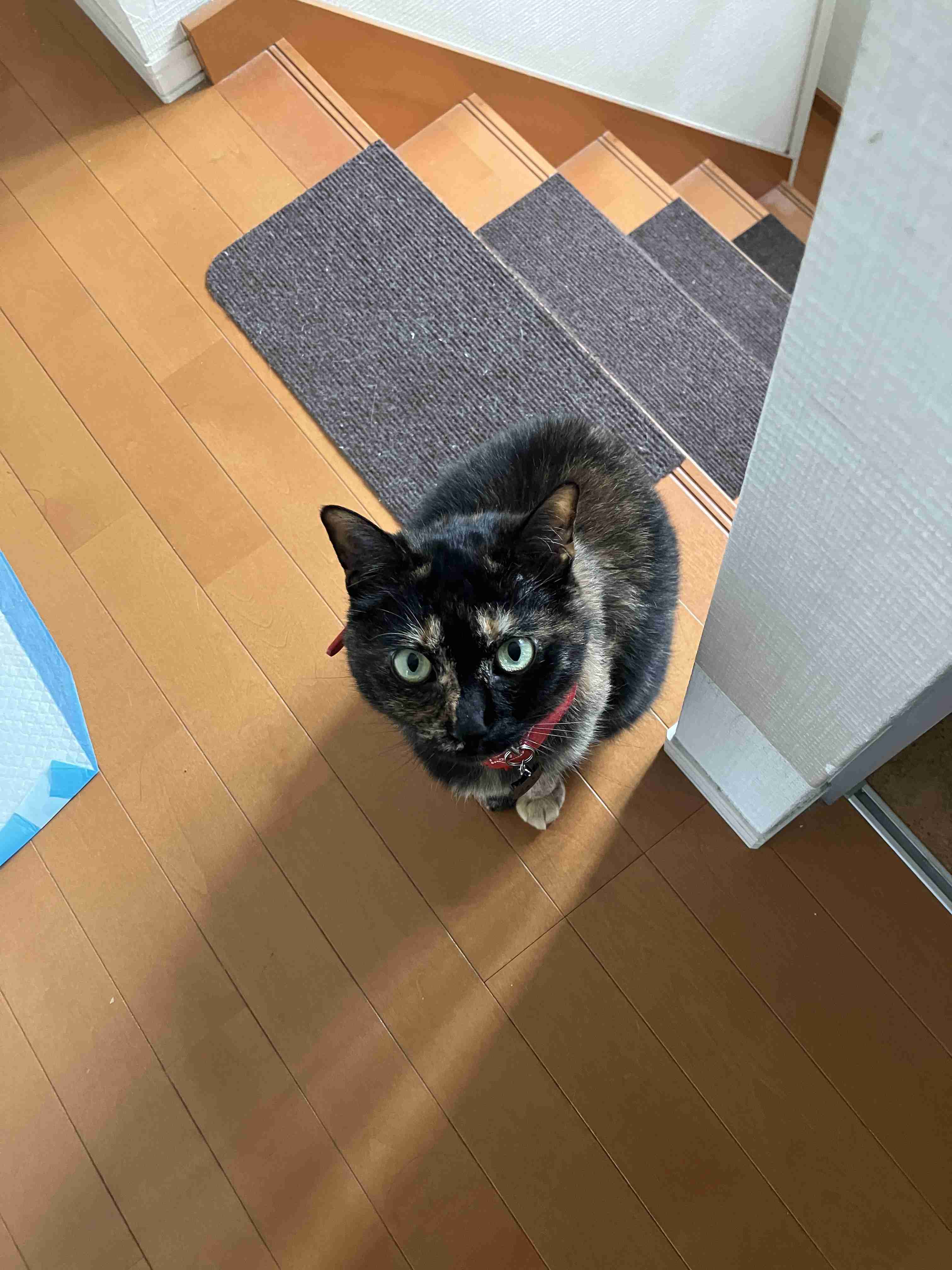 がるちゃん猫カフェ99号店開店しました♪(初めての方も大歓迎♪）
