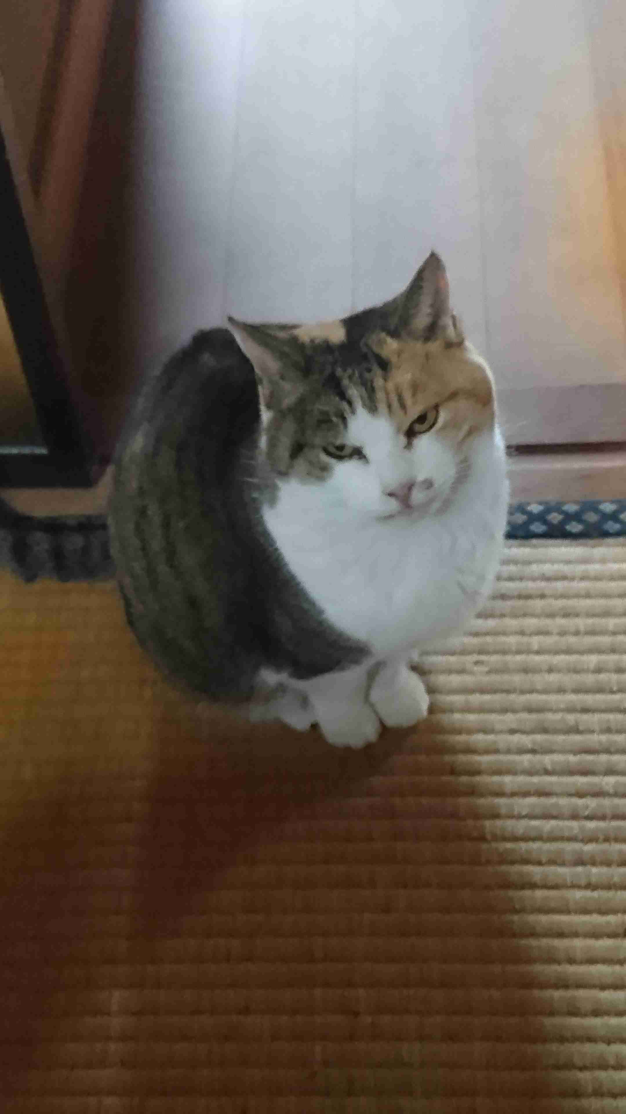 がるちゃん猫カフェ99号店開店しました♪(初めての方も大歓迎♪）