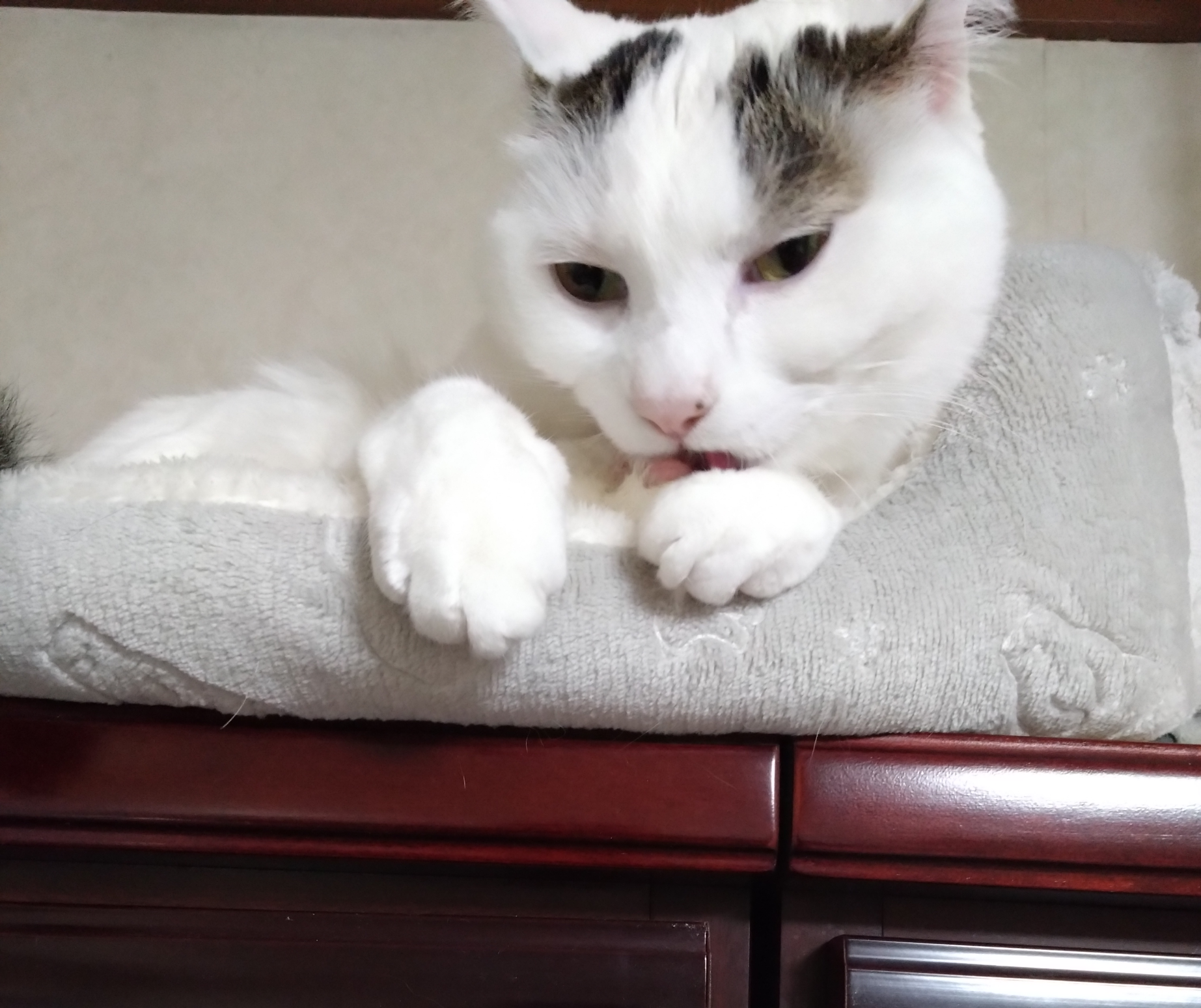 がるちゃん猫カフェ99号店開店しました♪(初めての方も大歓迎♪）