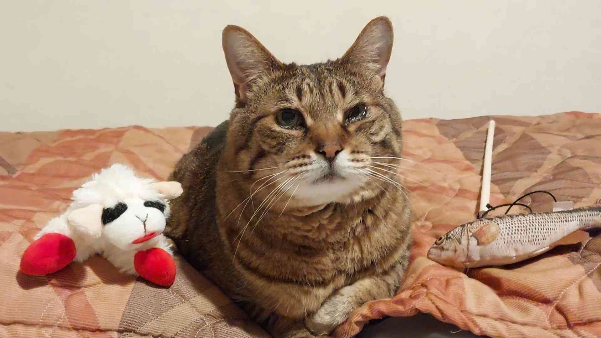 がるちゃん猫カフェ99号店開店しました♪(初めての方も大歓迎♪）