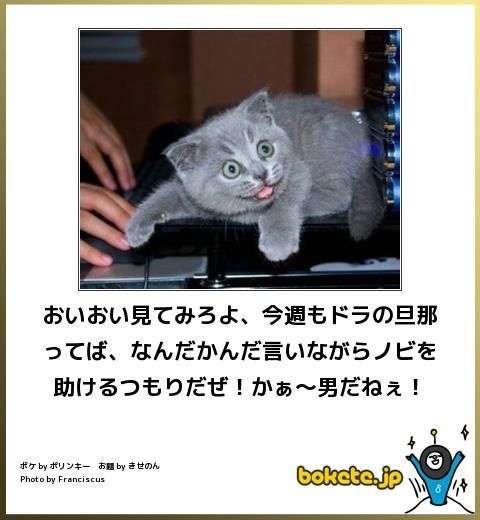 がるちゃん猫カフェ99号店開店しました♪(初めての方も大歓迎♪）