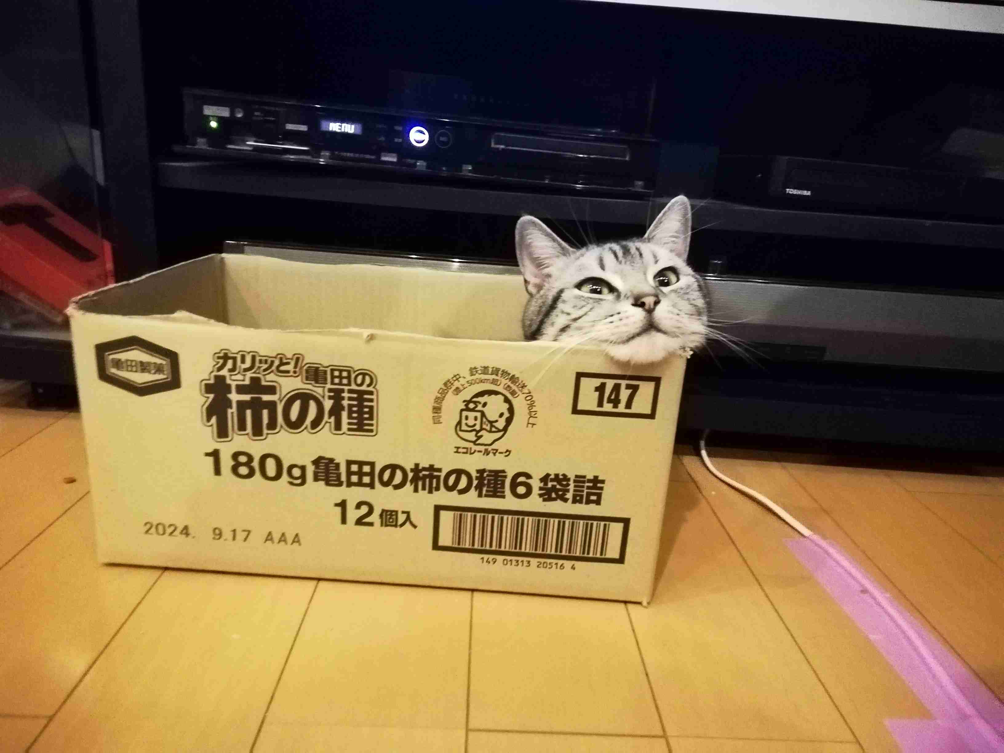 がるちゃん猫カフェ99号店開店しました♪(初めての方も大歓迎♪）