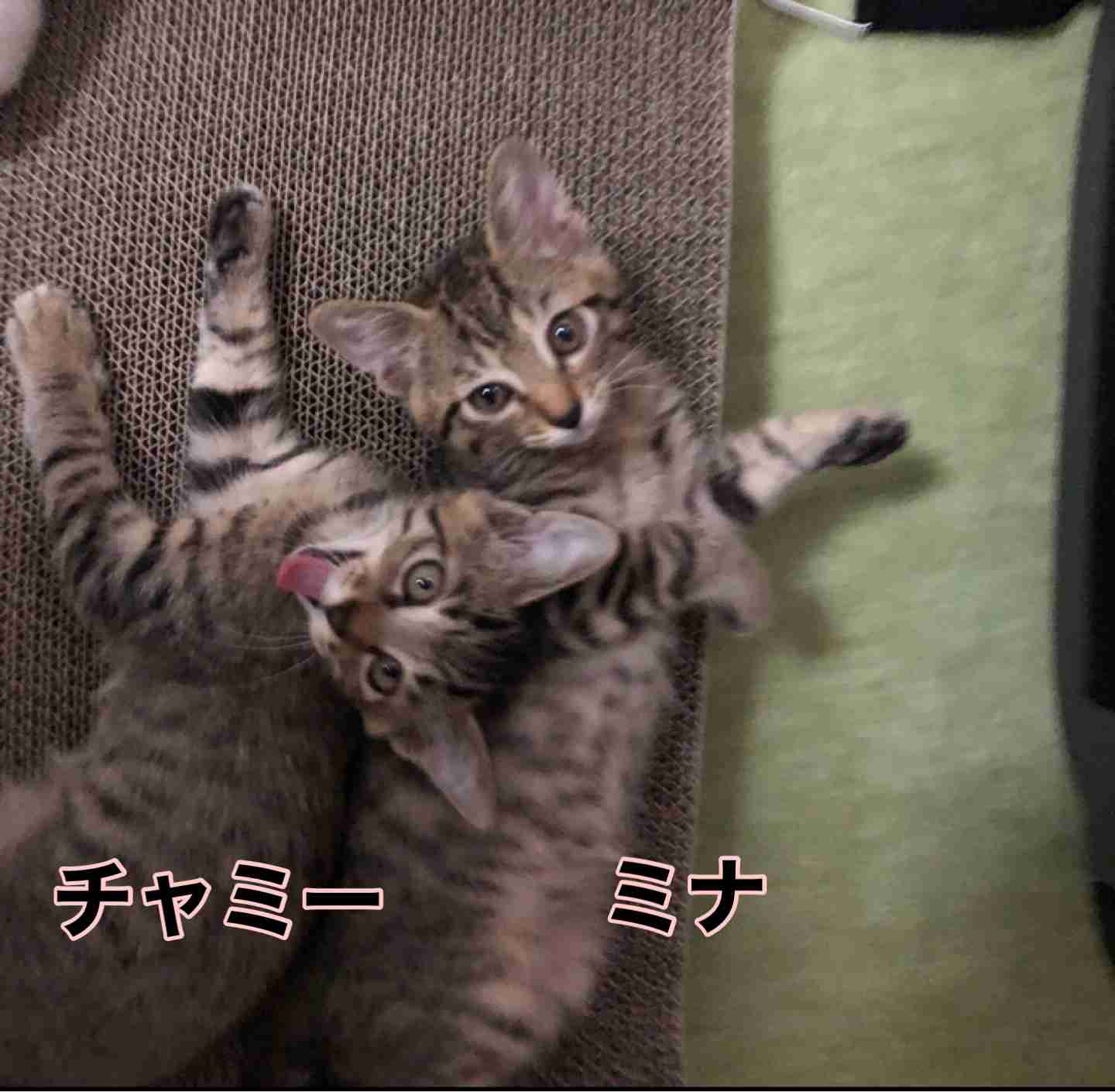 がるちゃん猫カフェ99号店開店しました♪(初めての方も大歓迎♪）