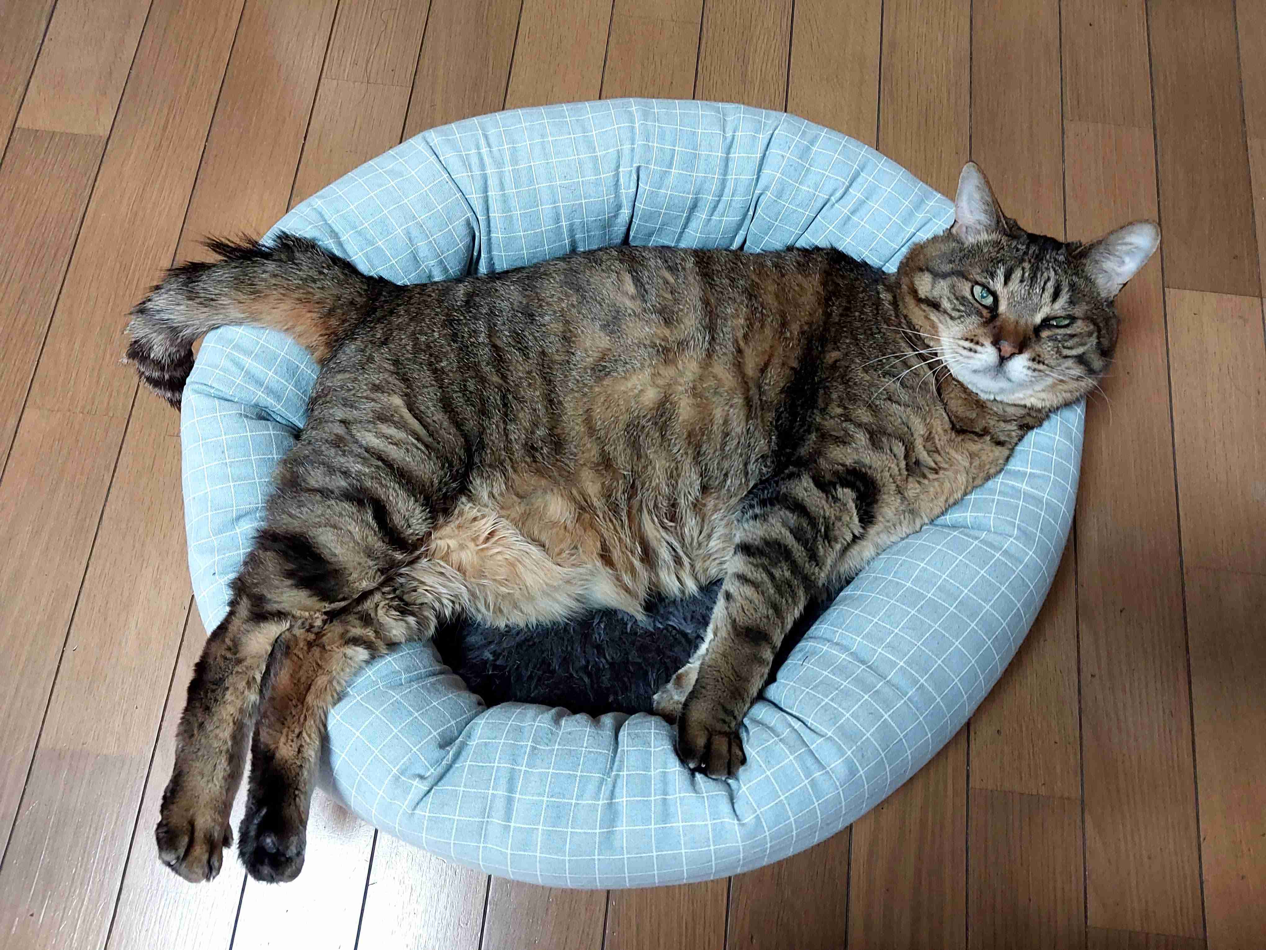 がるちゃん猫カフェ99号店開店しました♪(初めての方も大歓迎♪）