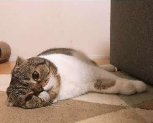 がるちゃん猫カフェ99号店開店しました♪(初めての方も大歓迎♪）