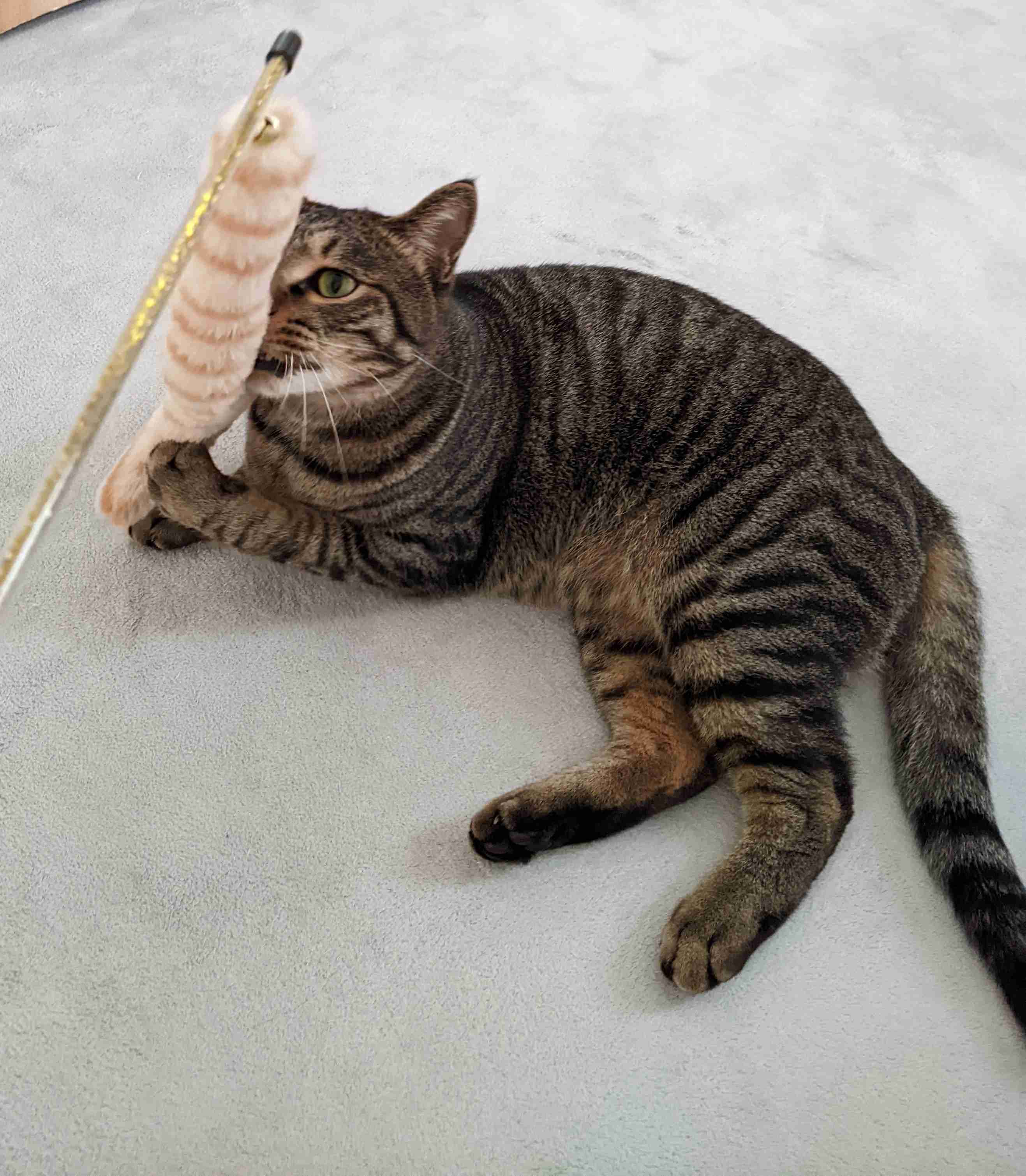 がるちゃん猫カフェ99号店開店しました♪(初めての方も大歓迎♪）