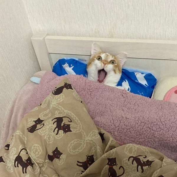 がるちゃん猫カフェ99号店開店しました♪(初めての方も大歓迎♪）