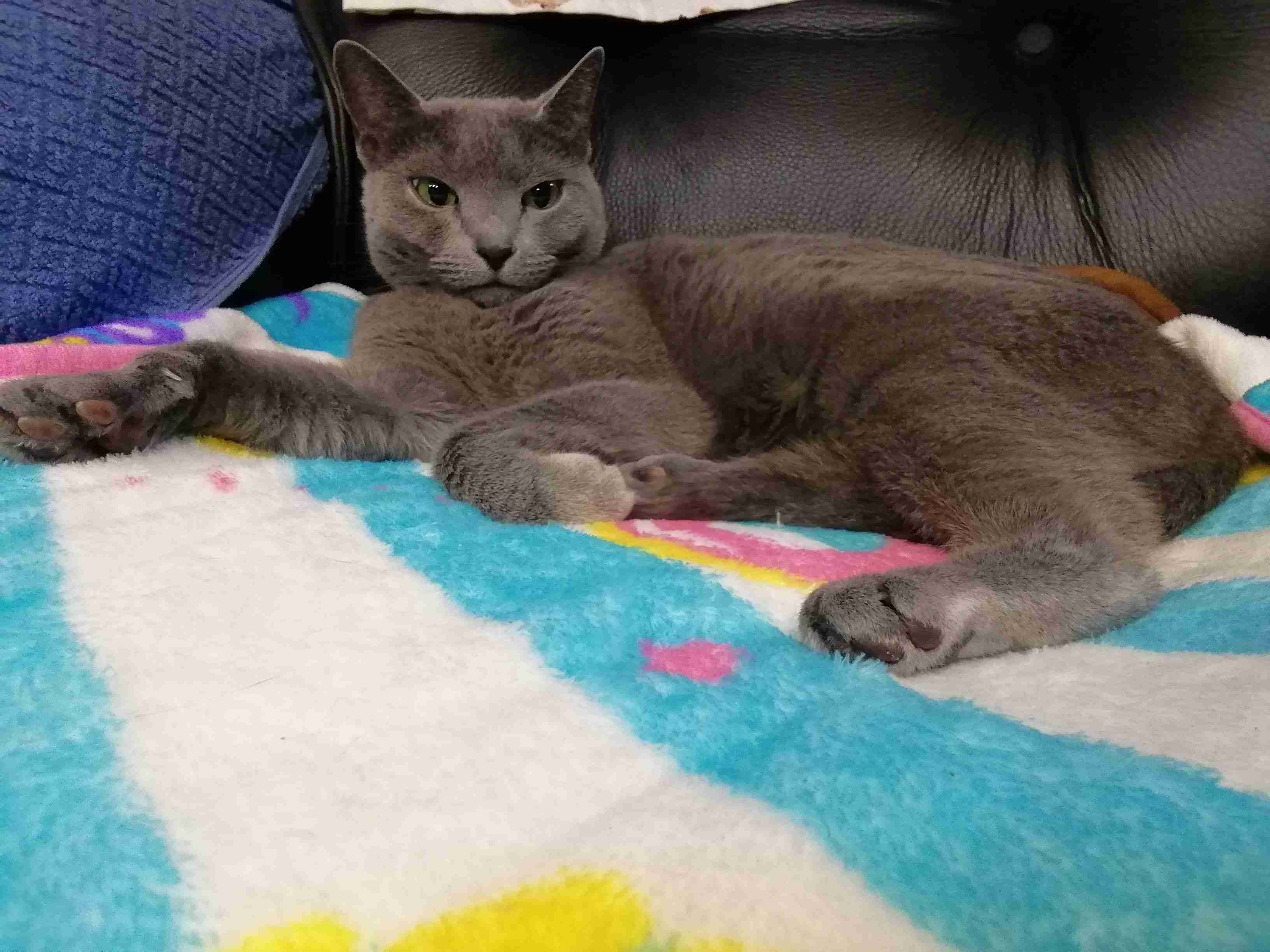 がるちゃん猫カフェ99号店開店しました♪(初めての方も大歓迎♪）