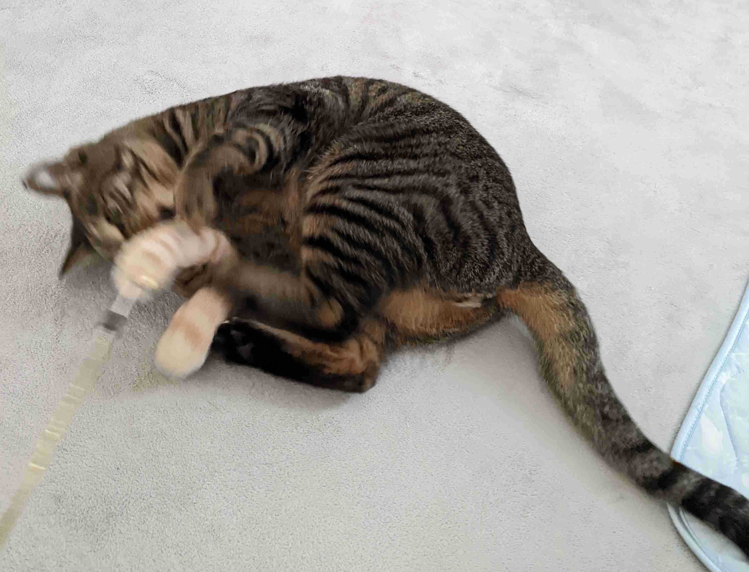 がるちゃん猫カフェ99号店開店しました♪(初めての方も大歓迎♪）