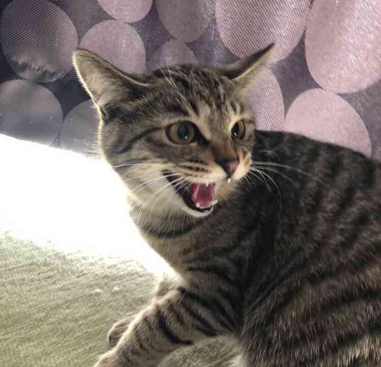 がるちゃん猫カフェ99号店開店しました♪(初めての方も大歓迎♪）