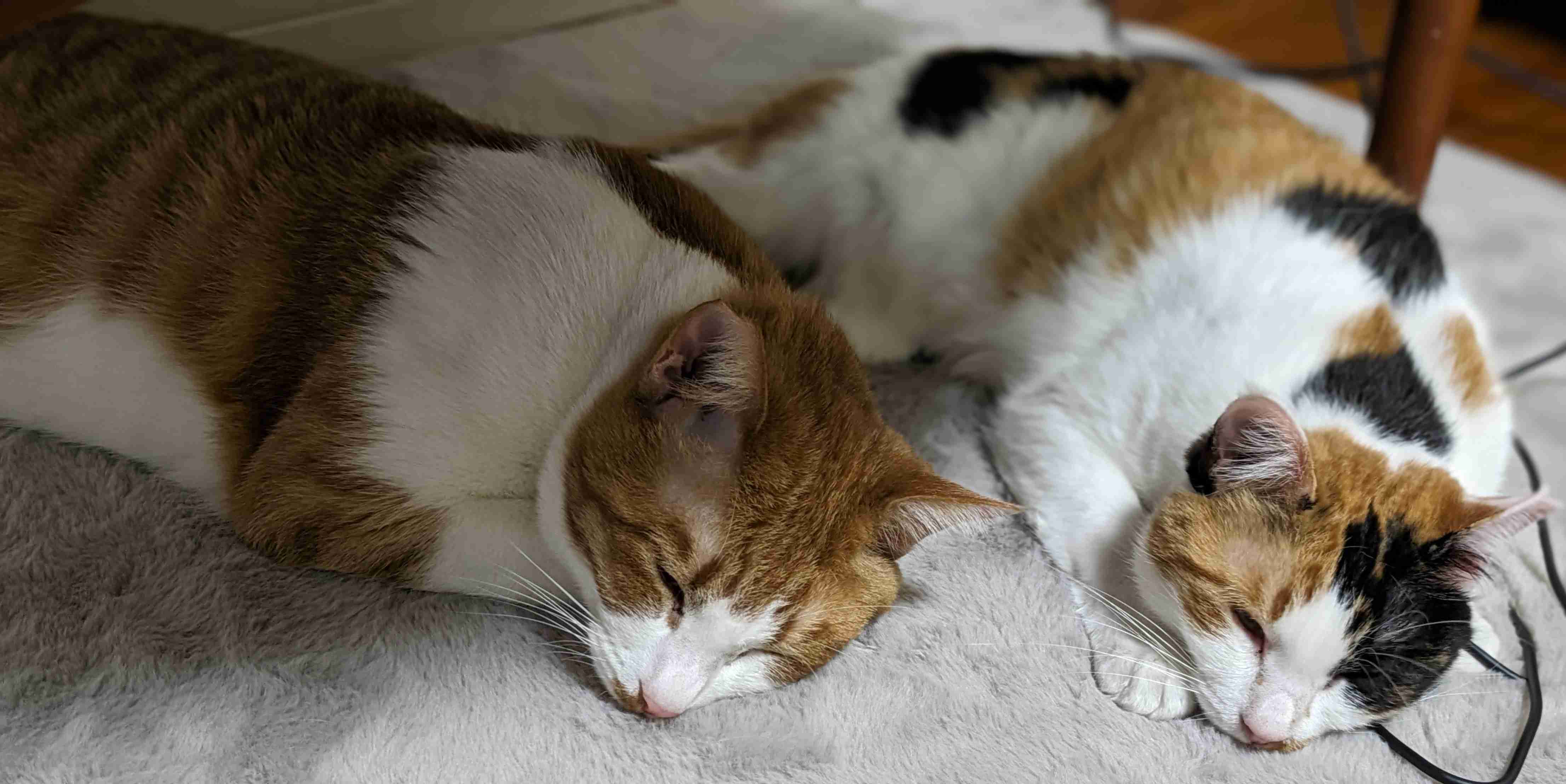 がるちゃん猫カフェ99号店開店しました♪(初めての方も大歓迎♪）