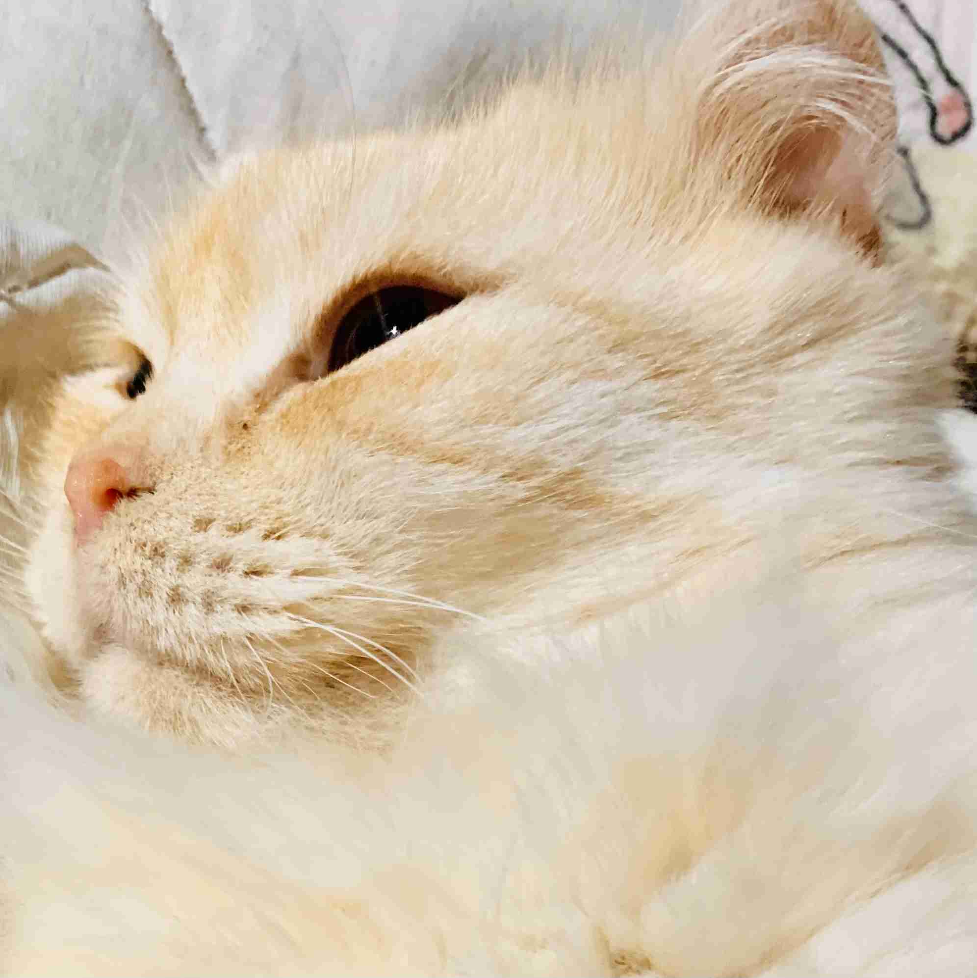 がるちゃん猫カフェ99号店開店しました♪(初めての方も大歓迎♪）