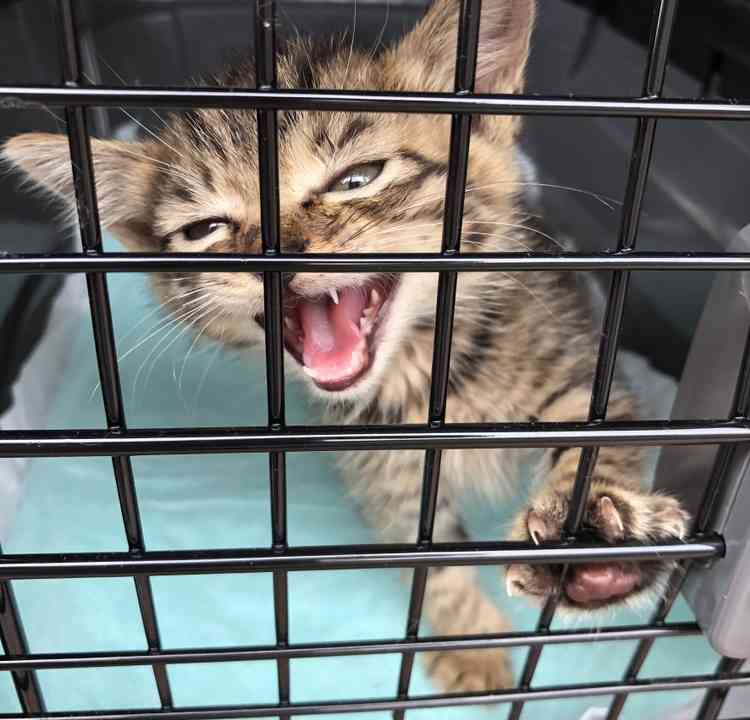 がるちゃん猫カフェ99号店開店しました♪(初めての方も大歓迎♪）