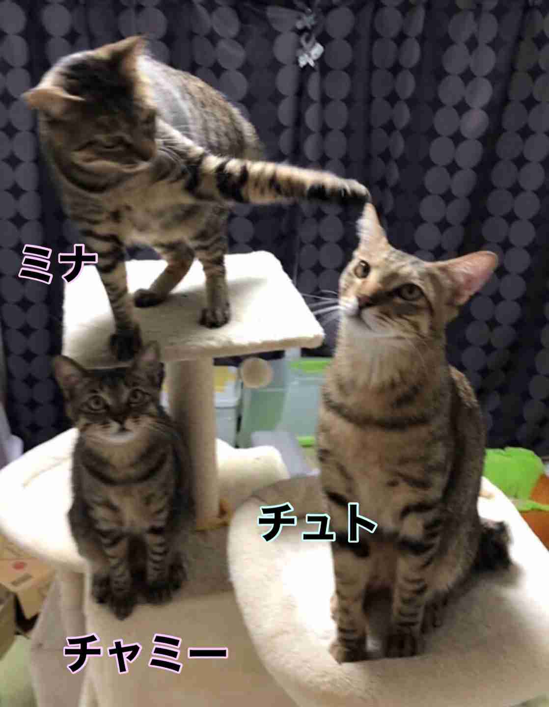 がるちゃん猫カフェ99号店開店しました♪(初めての方も大歓迎♪）