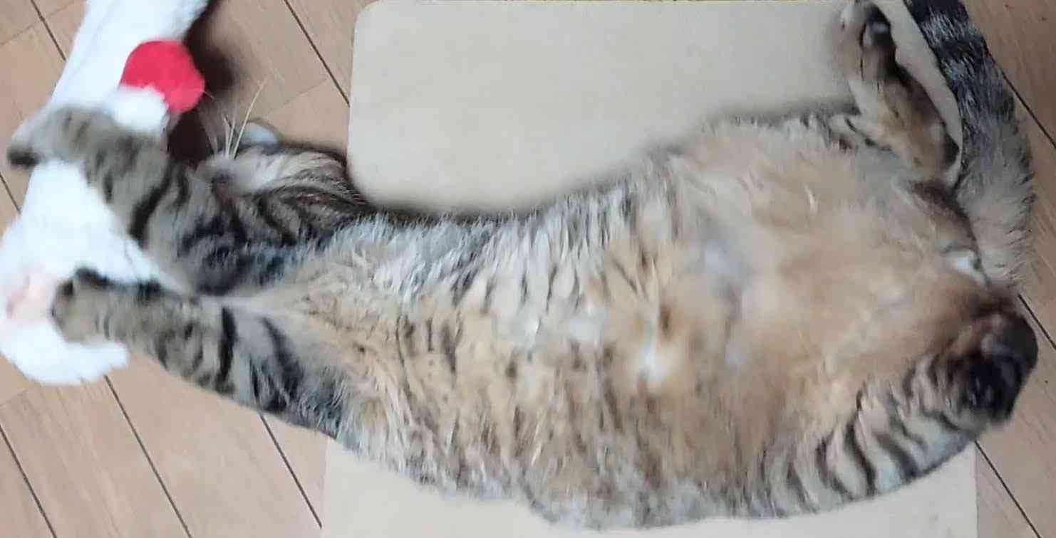 がるちゃん猫カフェ99号店開店しました♪(初めての方も大歓迎♪）