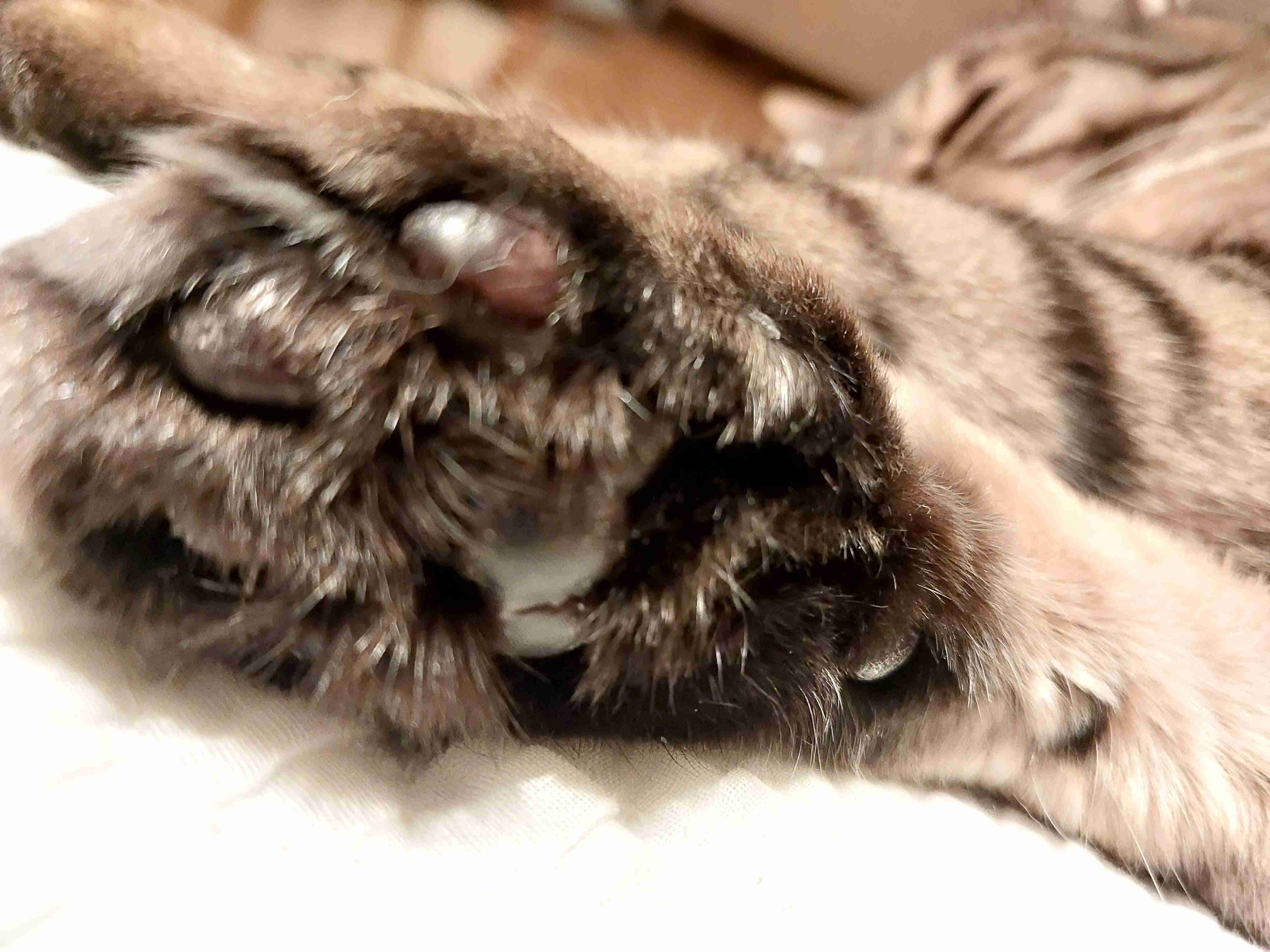 がるちゃん猫カフェ99号店開店しました♪(初めての方も大歓迎♪）